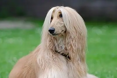 A Afghan Hound