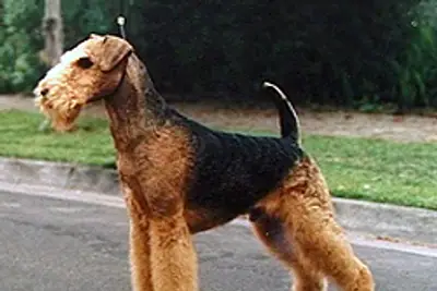 A Airedale Terrier