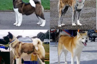 A Akita