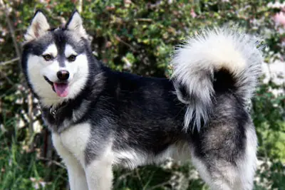 A Alaskan Klee Kai