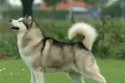A Alaskan Malamute